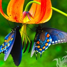 Schmetterlinge auf Lilien