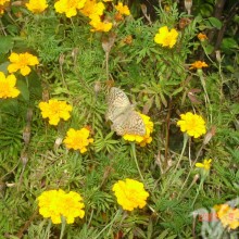 Mariposa en una foto de portada de flor amarilla