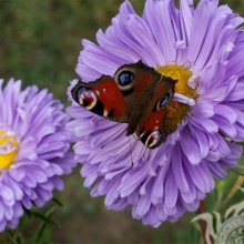 Mariposa en una foto de flor morada