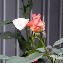 Schmetterling auf einer Rose
