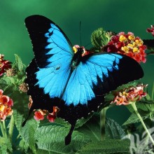 Avatares de mariposas hermosas
