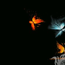 Mariposa sobre una imagen de fondo negro