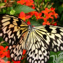 Строката метелик