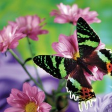 Foto con flores y mariposas