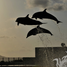Дельфіни стрибок бризки вода на сторінку