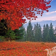 Bosque de otoño en tu foto de perfil