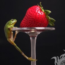 Erdbeere und Frosch