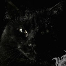 Gato negro en descarga de avatar