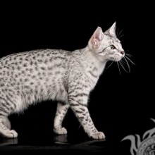 Bilder von Katzen auf Avatar, schöne exotische Katzen
