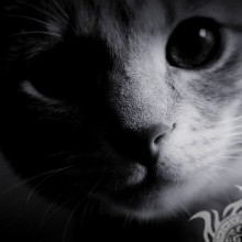 Fotos de gatos en avatar