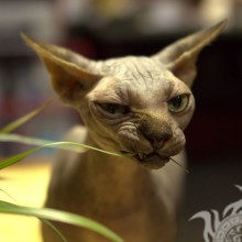 Gesteinigte Katzen auf Avatar
