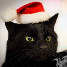 Gato preto em uma foto de chapéu de Natal para um avatar