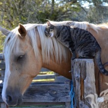 Foto de gato y caballo para avatar
