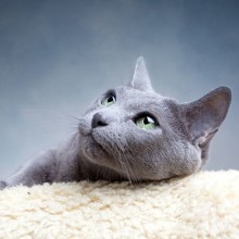 Imágenes de gatos en avatar