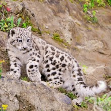 Leopardo de las nieves en avatar