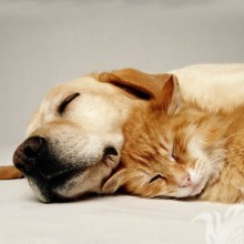 Foto de gato e cachorro juntos para avatar