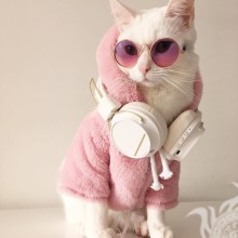 Gato glamoroso con gafas en el avatar