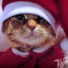 Neujahrs-Avatar einer Katze mit Hut