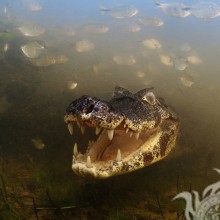 Фото на аву крокодил під водою