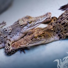 Paar Krokodile auf Avatar