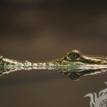 Foto Krokodil auf Avatar herunterladen