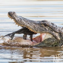 Krokodil isst, Foto für Avatar