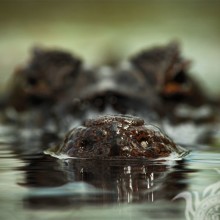 Красиве фото крокодила на аватар