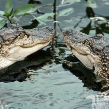 Foto mit zwei Krokodilen auf Avatar
