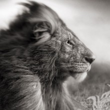 Schönes Schwarzweiss-Foto des Löwen