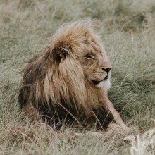 Foto do leão na savana para avatar