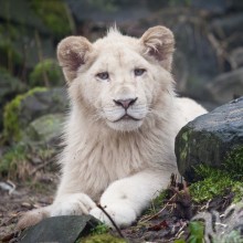 Leão branco no avatar