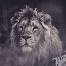 Schönes Bild mit Löwengesicht