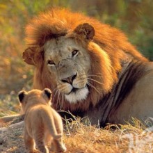 Löwen- und Löwenbabyfoto für Avatar