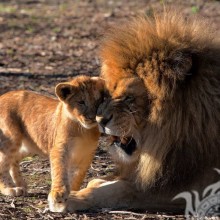 Leão com filhote de leão no avatar