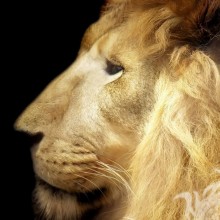 Leão no avatar no perfil