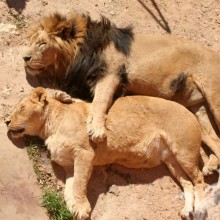 Família de leões, foto no avatar he + she