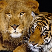 Foto de león y tigre para avatar