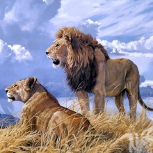 Bela foto de um leão e uma leoa