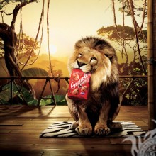 Fotos engraçadas sobre leões
