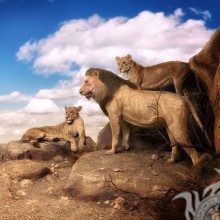 Imagem de um bando de leões para um avatar