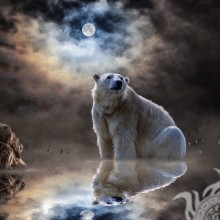 Красива картинка з білим ведмедем на аву