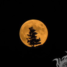 Самотнє дерево на тлі місяця фото