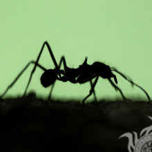 Einsames Ameisen-Profilbild