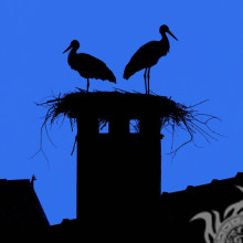 Zwei Störche im Nest auf dem Dach Avatar