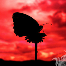Schwarzer Schmetterling auf einer Blume auf einem roten Hintergrund pro Konto