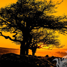 Деревья камни солнечный блик в соцсеть