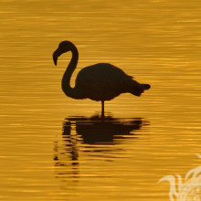 Flamingo em um fundo de um rio amarelo por conta