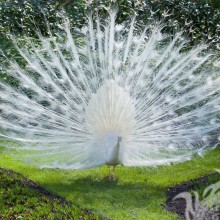 Foto de um pavão branco para avatar