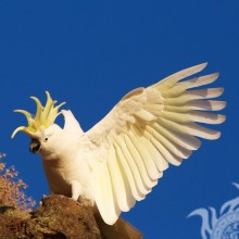 Папуга на аватар