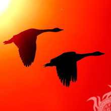 Dois gansos em uma imagem de fundo laranja